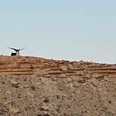 Review photo of Terlingua Bus Stop Campground by Charles H., March 28, 2024