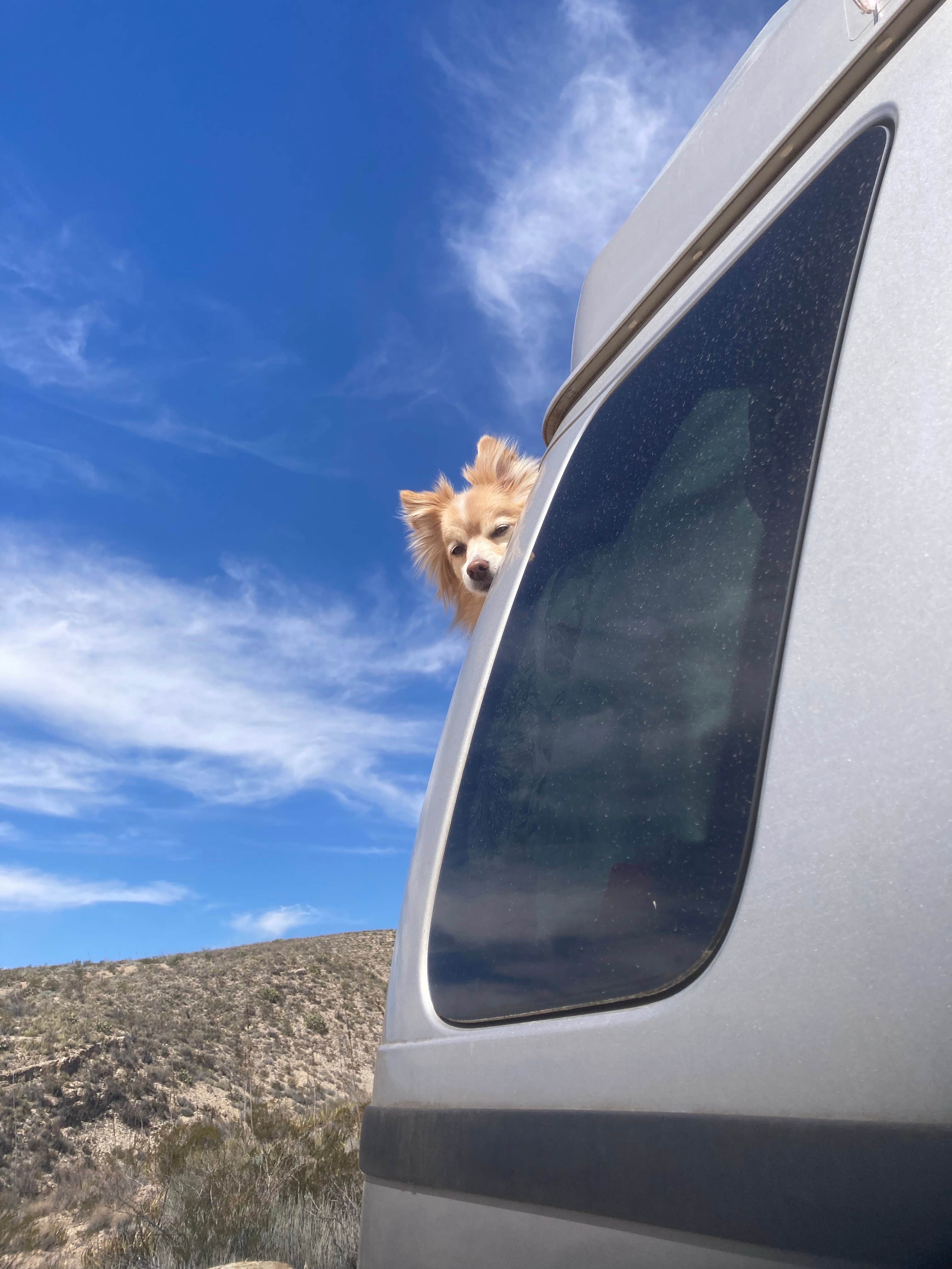 Lucy P.'s photo of camping with pets at Terlingua Bus Stop Campground near Terlingua, TX