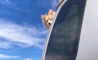 Lucy P.'s photo of camping with pets at Terlingua Bus Stop Campground near Big Bend National Park