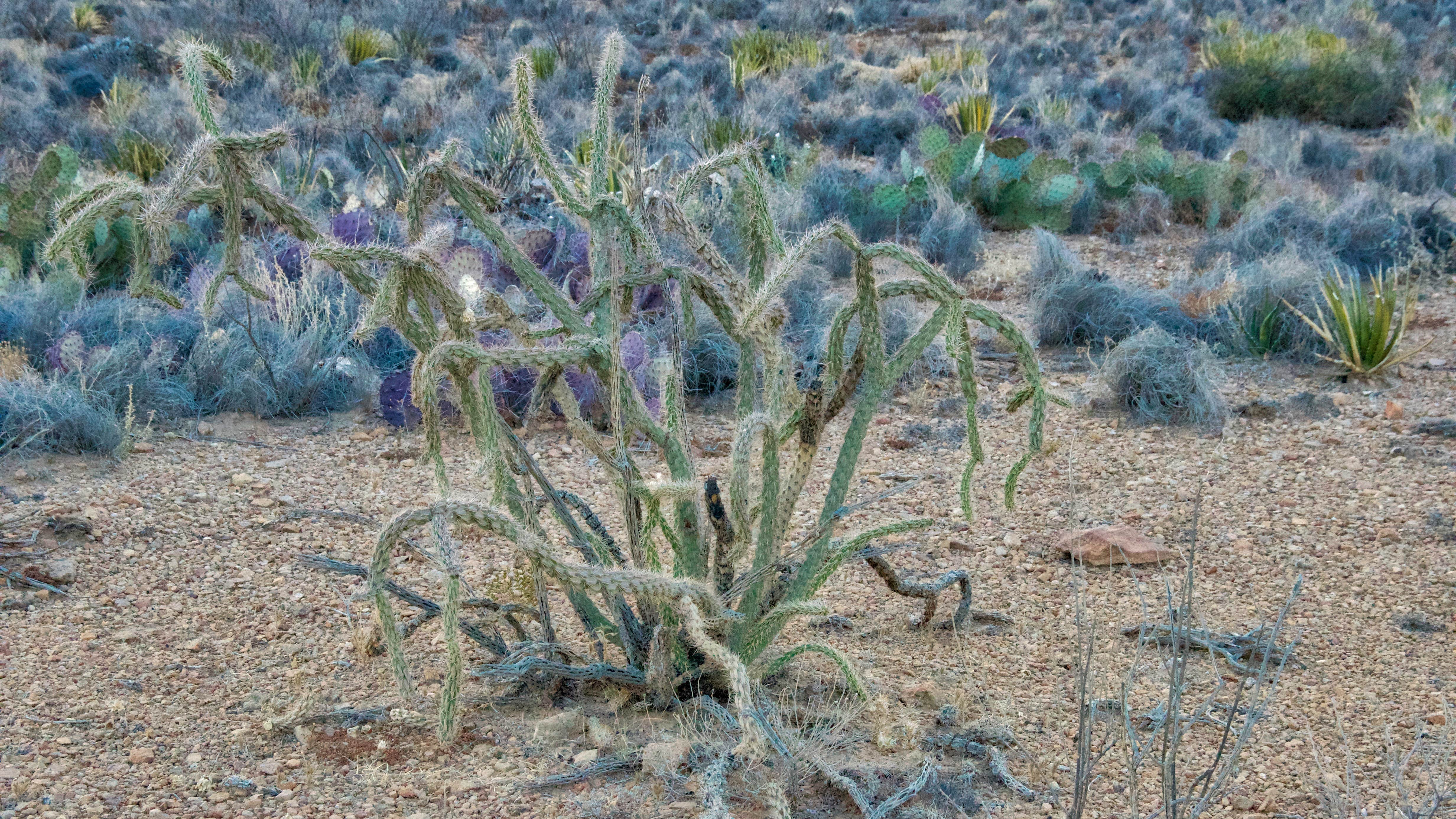 Camper-submitted photo at Terlingua Ghost Town RV near Terlingua, TX