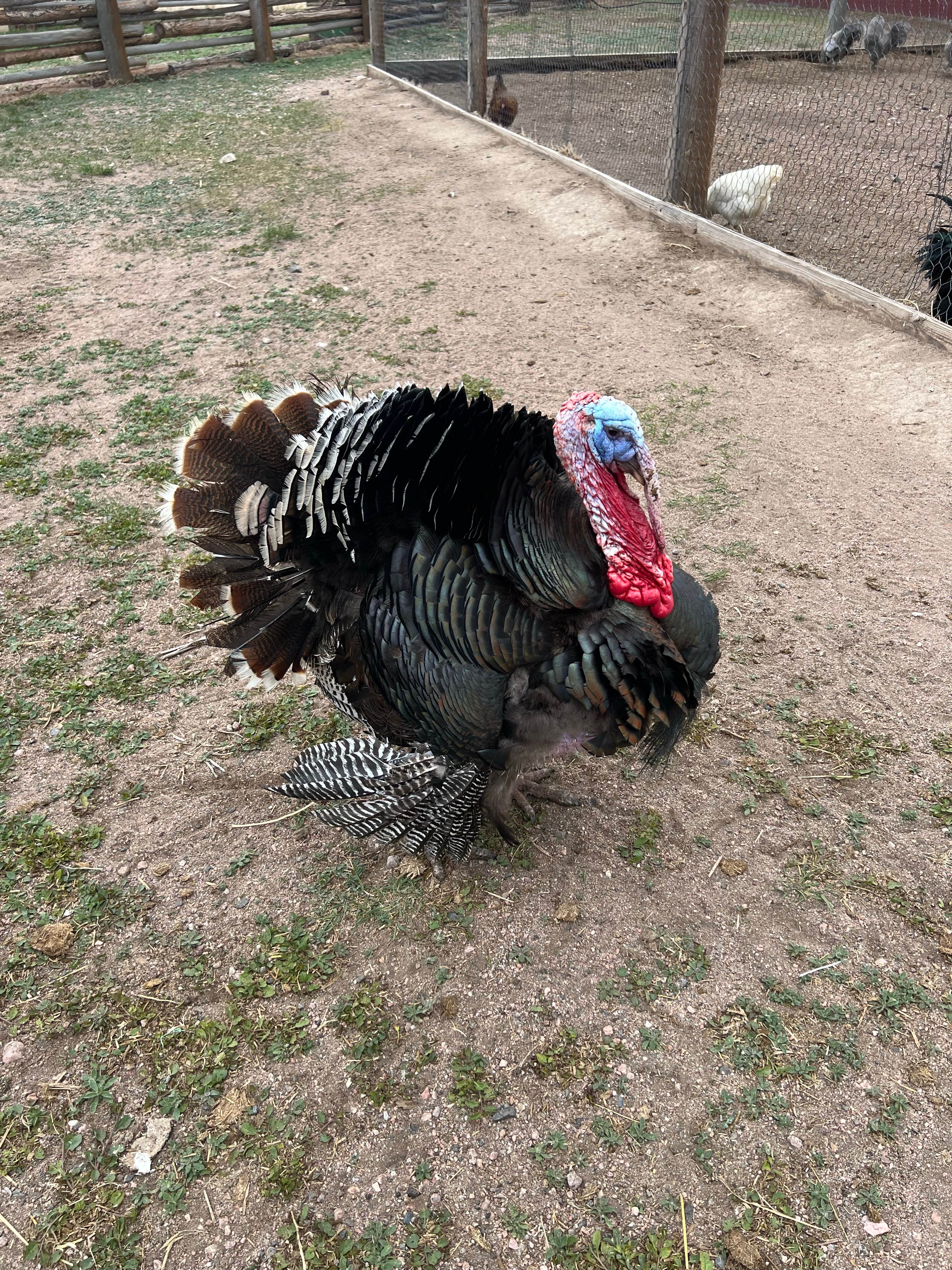 Chris M.'s photo of camping with pets at Terry Bison Ranch near Ault, CO