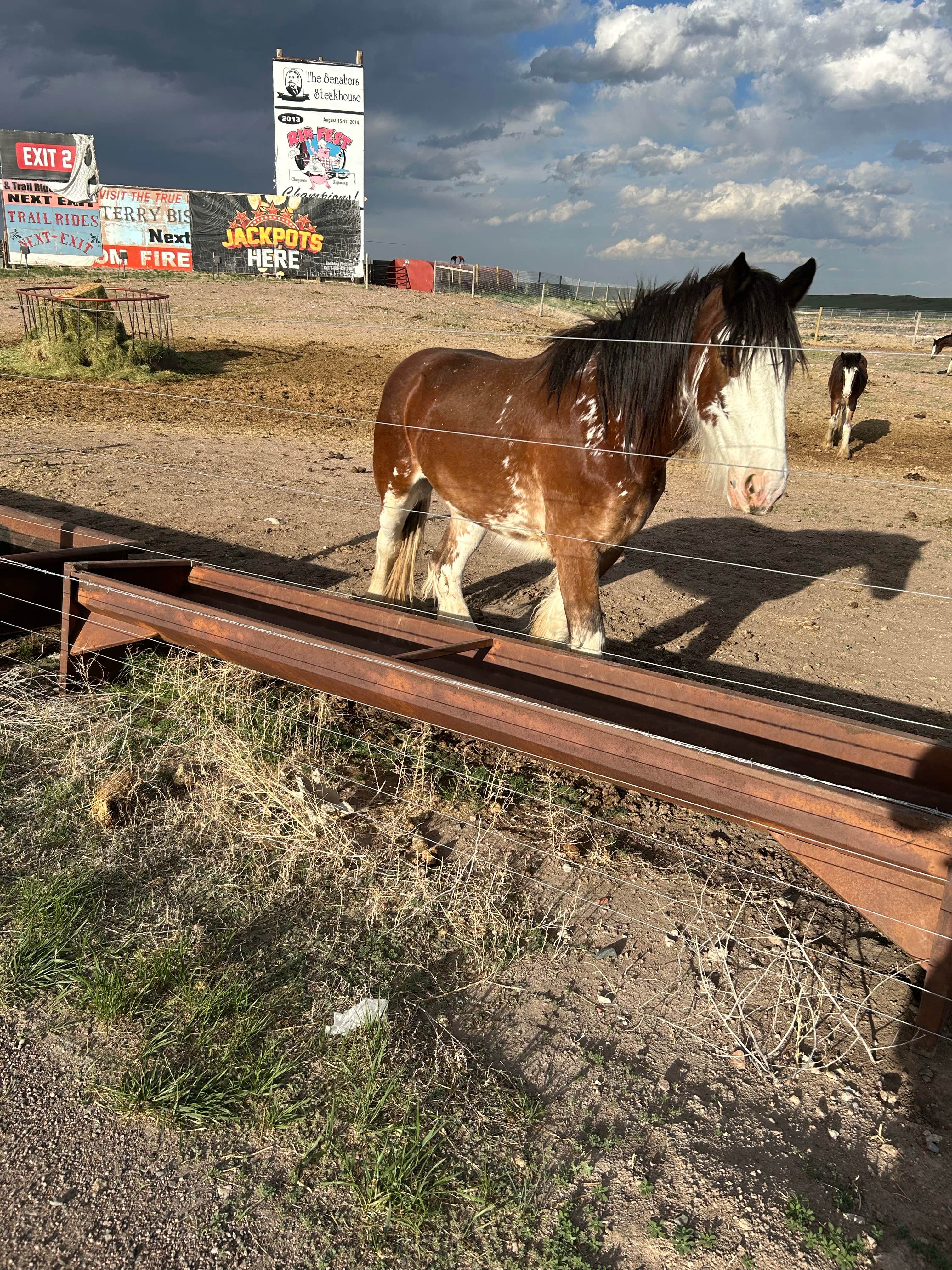 Chris M.'s photo of camping with a horse at Terry Bison Ranch in Wyoming
