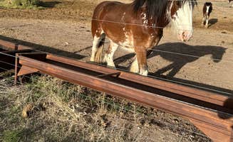 Chris M.'s photo of camping with a horse at Terry Bison Ranch in Wyoming