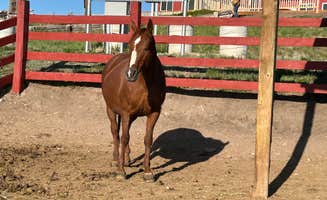 Chris M.'s photo of camping with a horse at Terry Bison Ranch near Laramie, WY