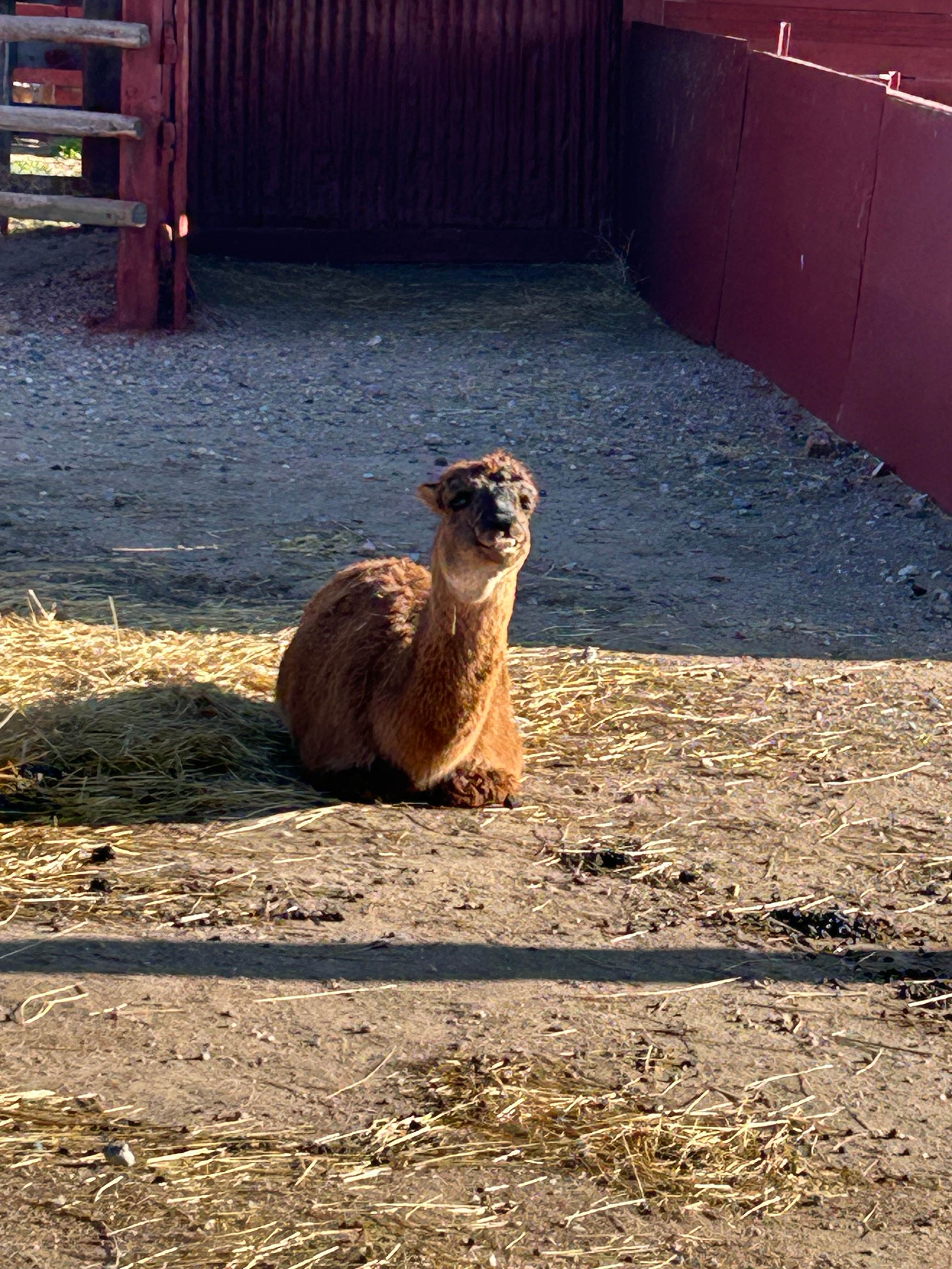 Chris M.'s photo of camping with pets at Terry Bison Ranch near Cheyenne, WY