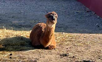 Chris M.'s photo of camping with pets at Terry Bison Ranch near Cheyenne, WY