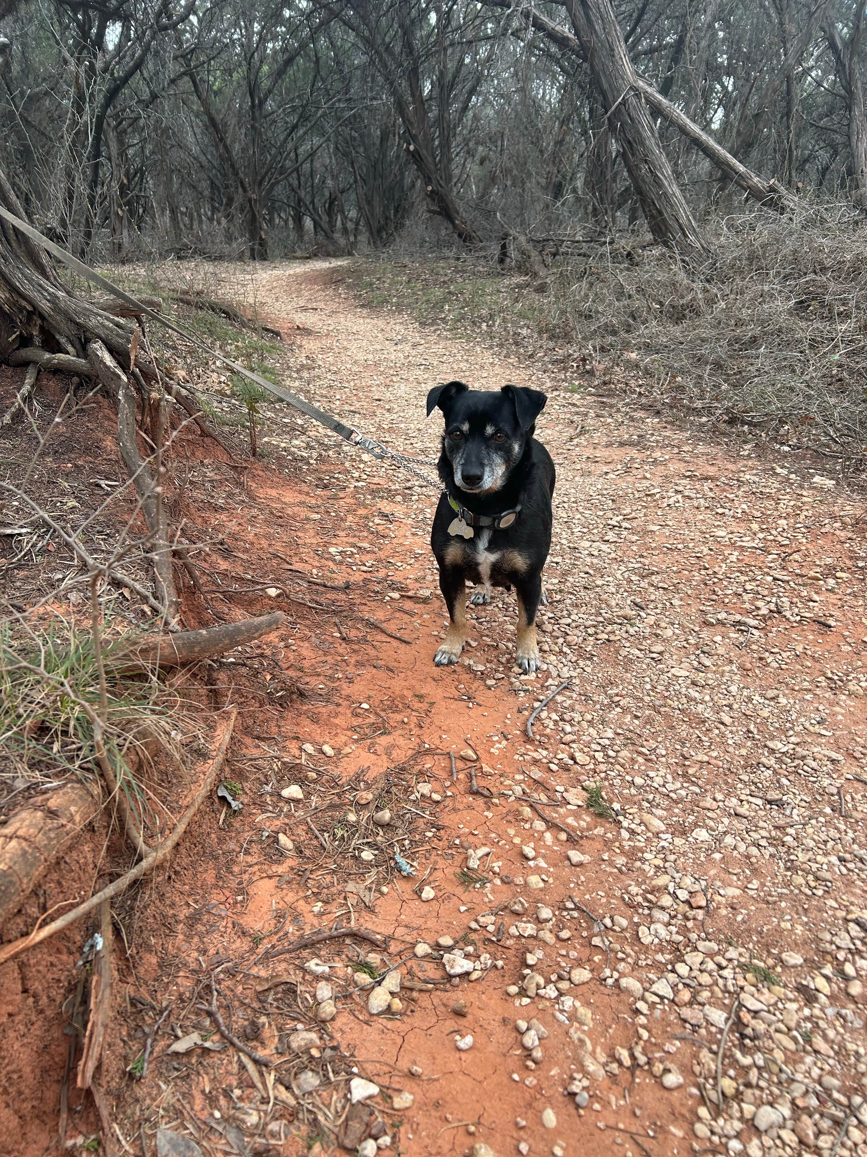 Ursula's photo of camping with pets at Abilene State Park Campground near Hords Creek Lake