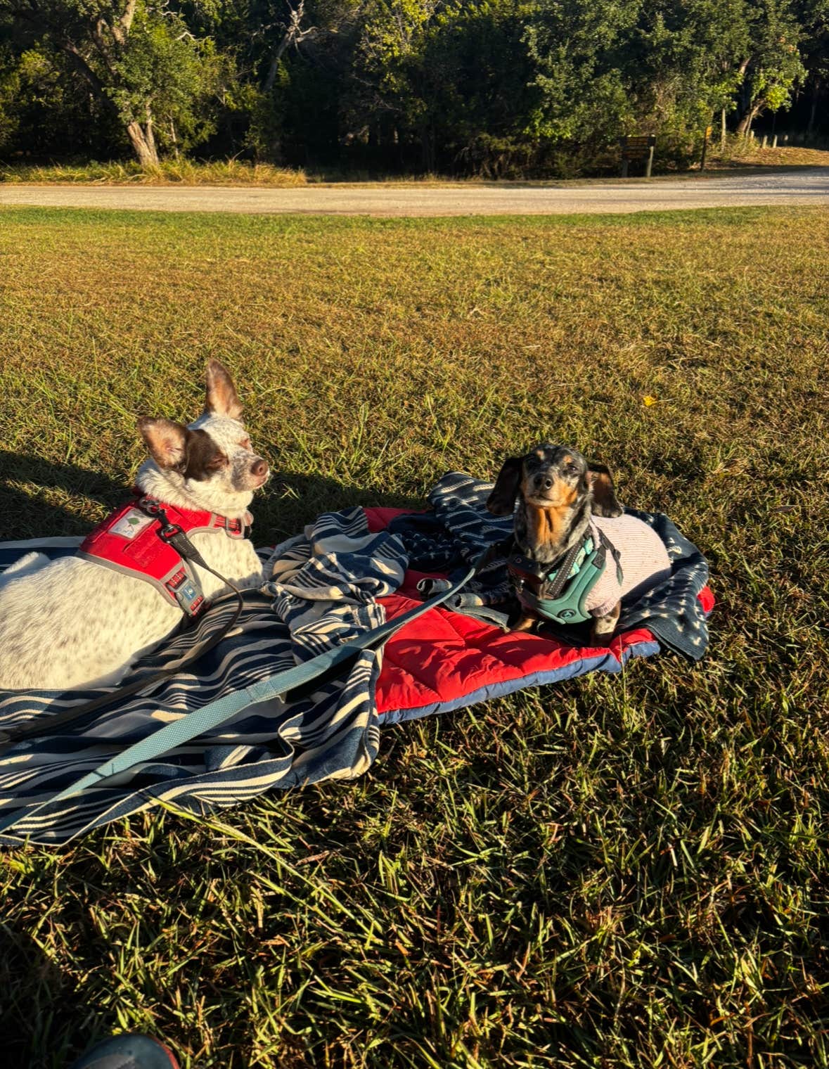 Tim &.'s photo of camping with pets at Abilene State Park Campground near Hords Creek Lake