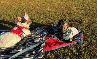 Tim &.'s photo of camping with pets at Abilene State Park Campground near Robert Lee, TX