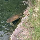 Review photo of Balmorhea State Park Campground by Pamela B., April 10, 2026