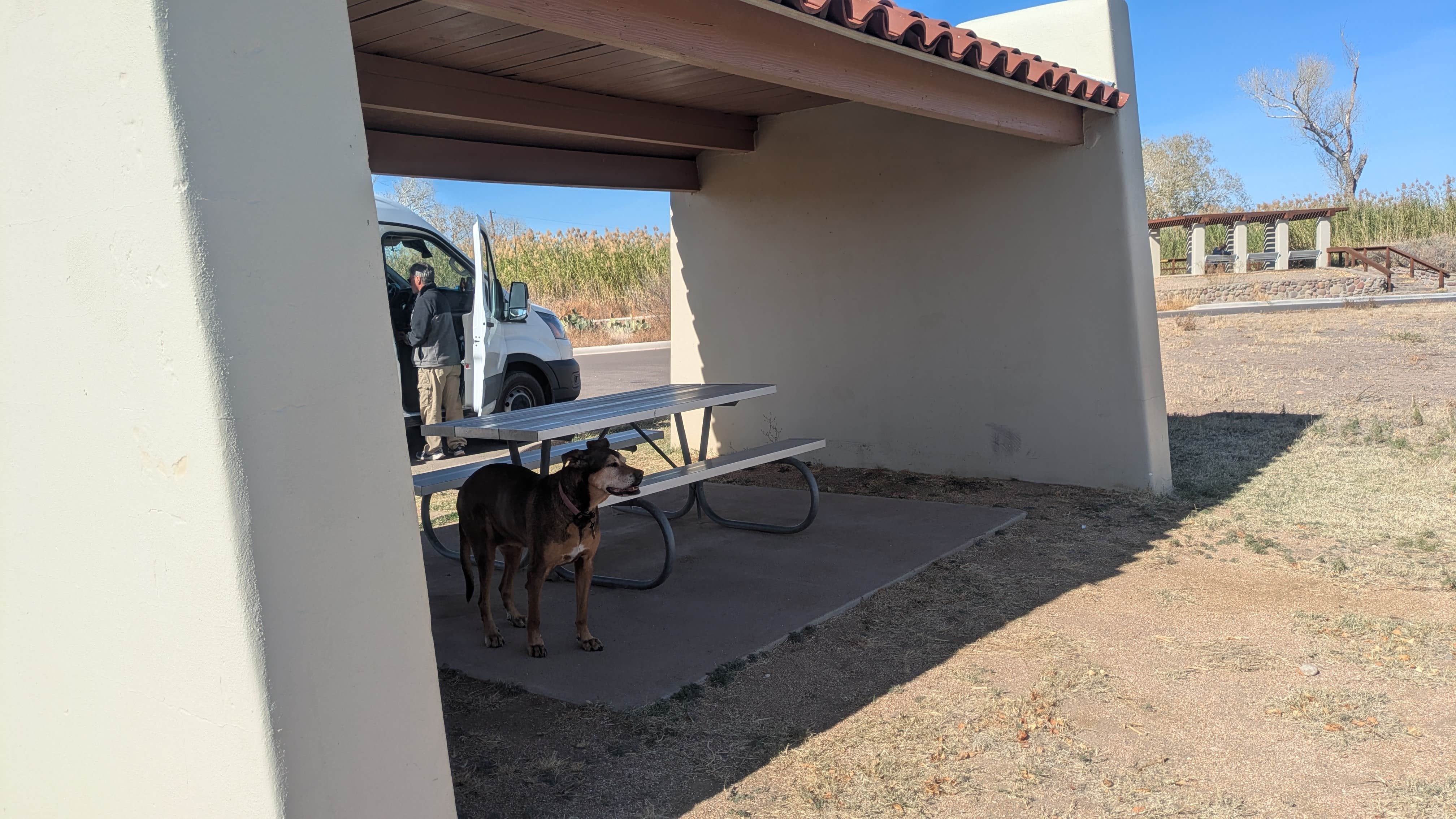 Vidalia S.'s photo of camping with pets at Balmorhea State Park Campground near Fort Davis, TX