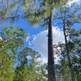 Review photo of Bastrop State Park Campground by Chelsea G., September 17, 2023