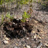 Review photo of Bastrop State Park Campground by Chelsea G., September 17, 2023