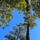 Review photo of Bastrop State Park Campground by Chelsea G., September 17, 2023