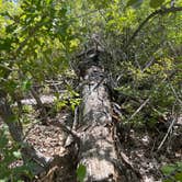 Review photo of Bastrop State Park Campground by Chelsea G., September 17, 2023