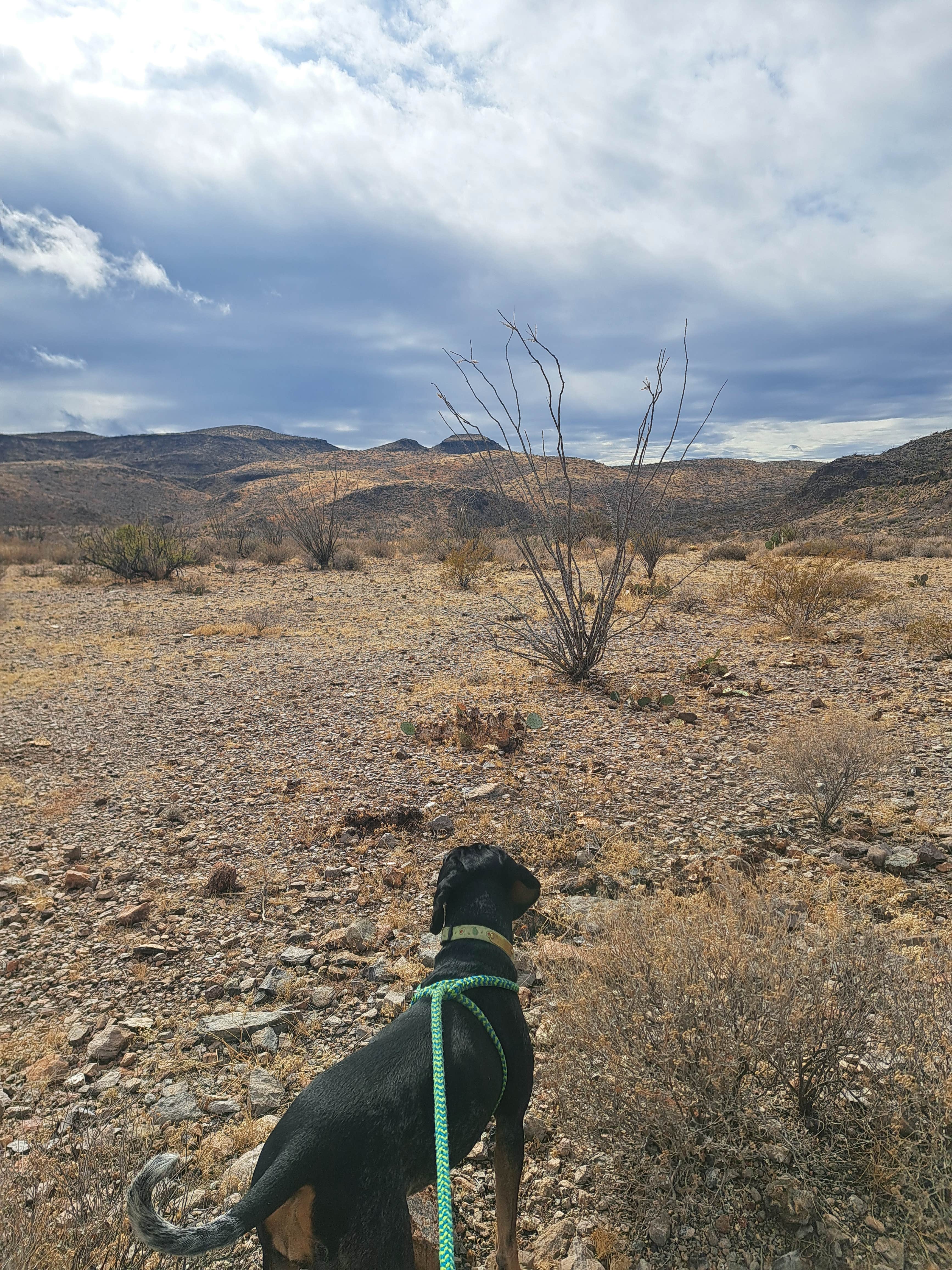 amber H.'s photo of camping with pets at Interior Primitive Sites — Big Bend Ranch State Park near Redford, TX