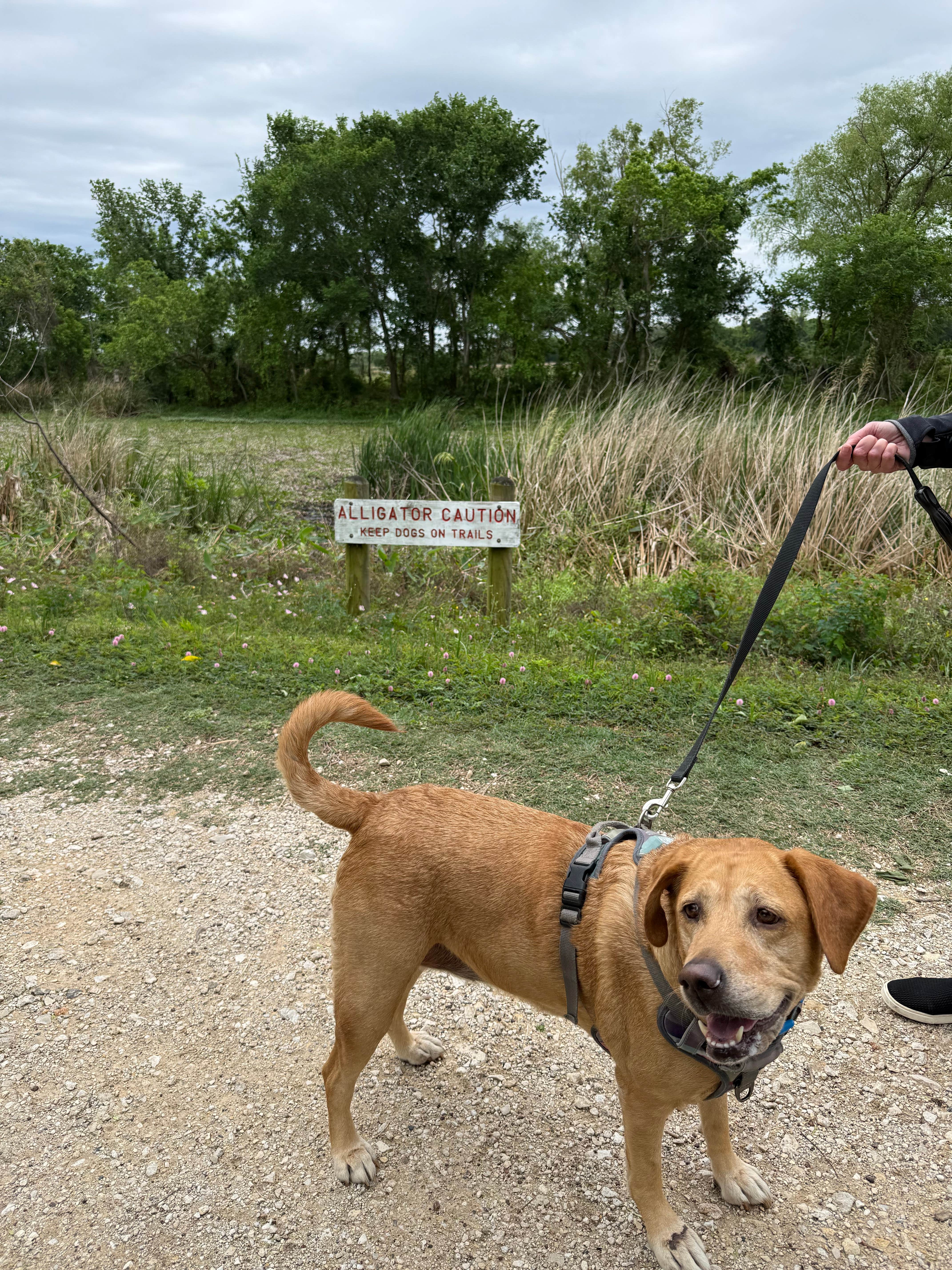 Jim P.'s photo of camping with pets at Brazos Bend State Park Campground near Angleton, TX