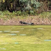 Review photo of Brazos Bend State Park Campground by Bob M., October 31, 2023