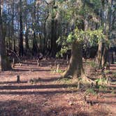 Review photo of Caddo Lake State Park Campground by Kara S., December 5, 2024