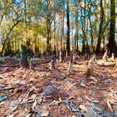 Review photo of Caddo Lake State Park Campground by Kara S., December 5, 2024