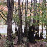 Review photo of Caddo Lake State Park Campground by Shawn , November 1, 2024