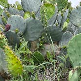 Review photo of Cedar Ridge (TX) by Sami G., April 20, 2026