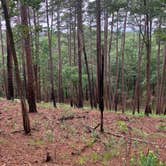 Review photo of Daingerfield State Park Campground by Robert G., June 25, 2025