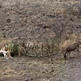 Review photo of Davis Mountains State Park Campground by Melissa R., June 3, 2025
