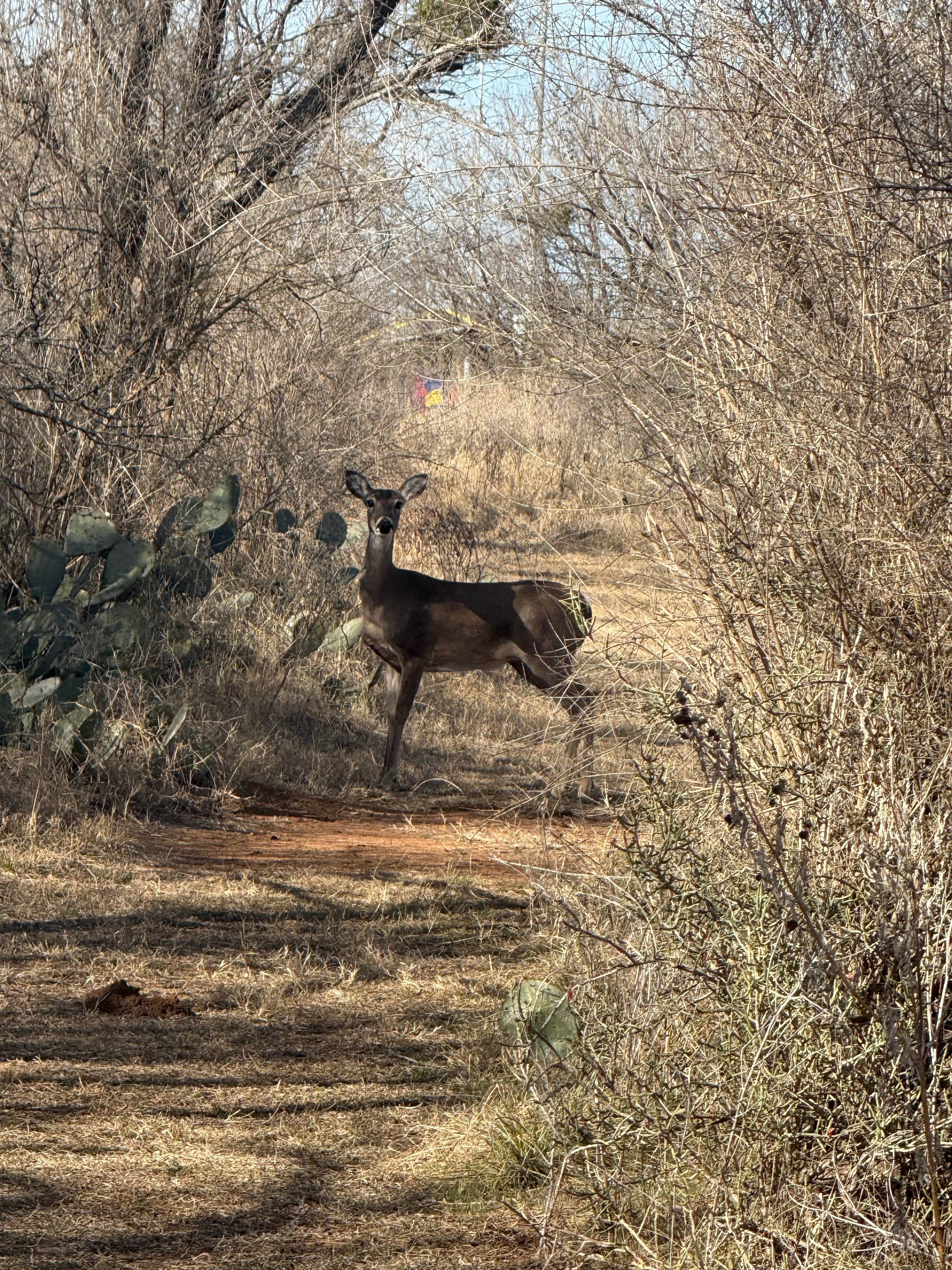 Camper-submitted photo at Fort Mason City Park near Kerrville, TX