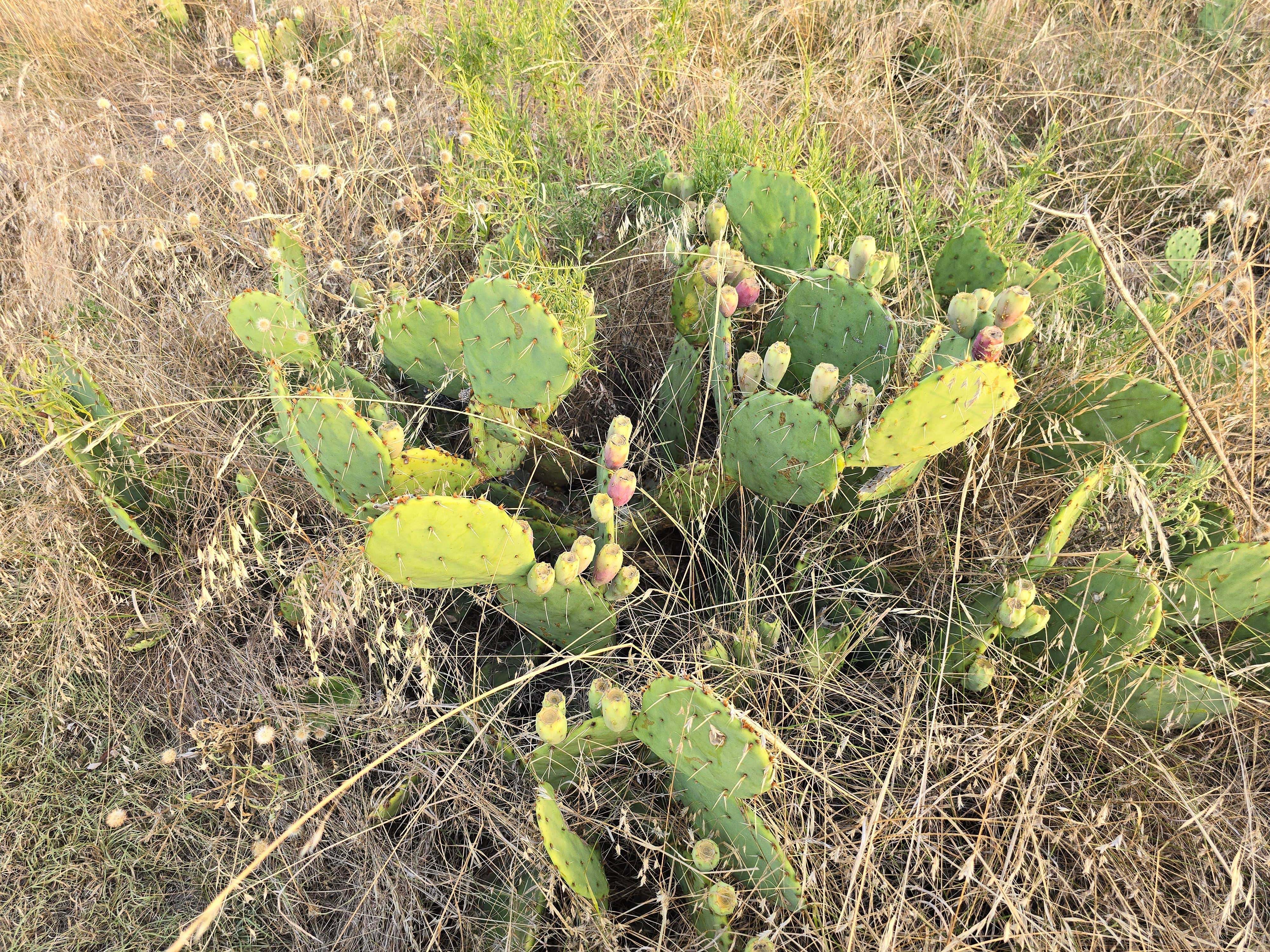 Camper-submitted photo at Fort Richardson State Park Hist. Site and Trailway near Bridgeport, TX