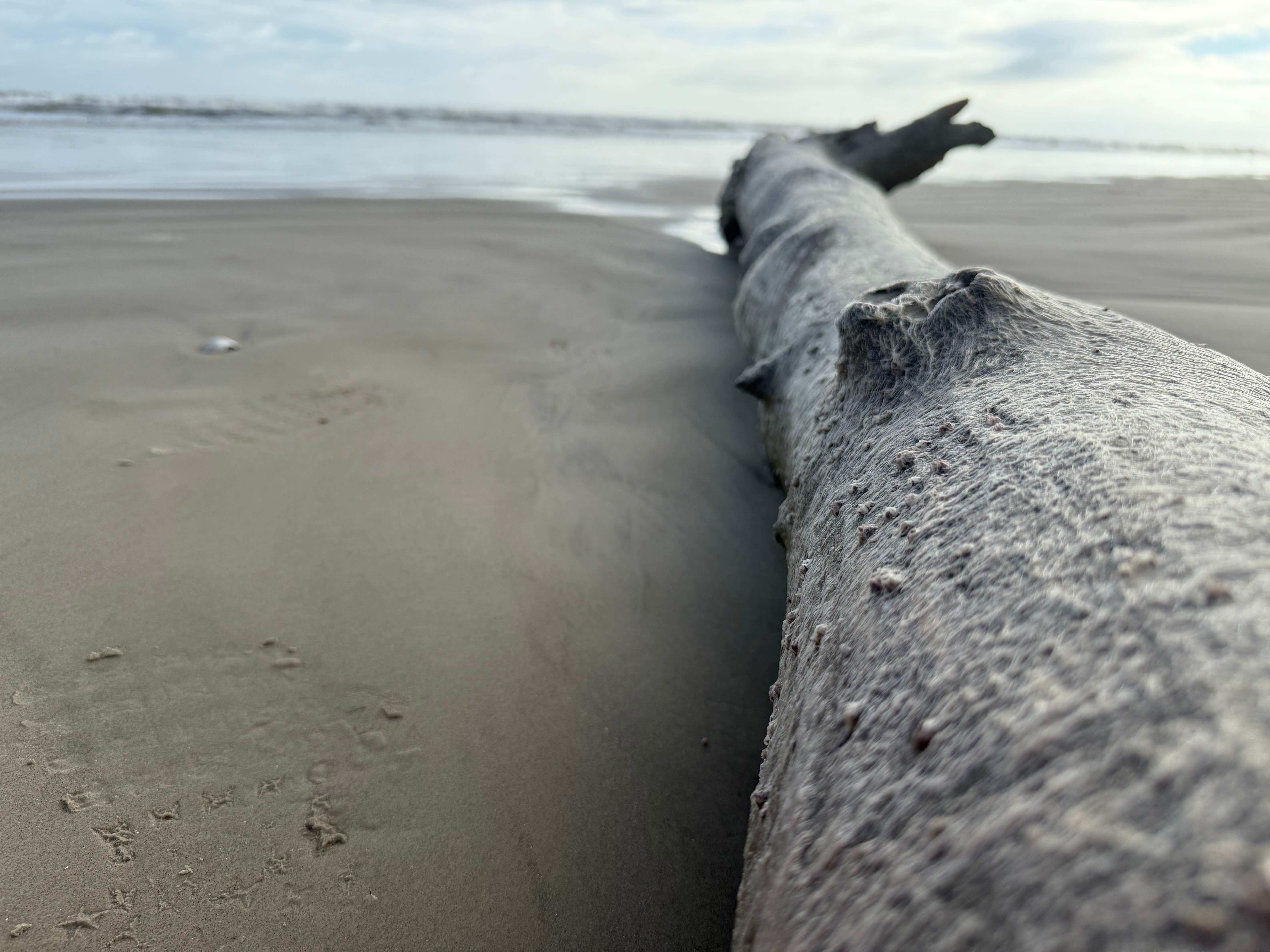 Jim P.'s photo of camping with pets at Galveston Island State Park Campground near Galveston, TX