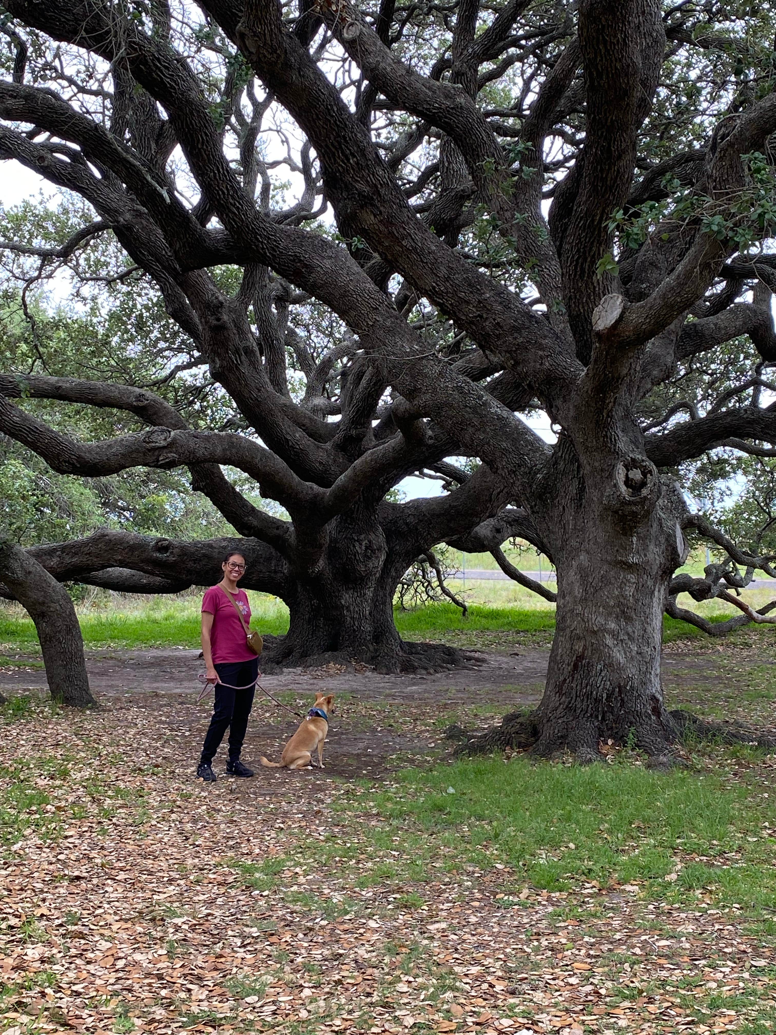 Stuart G.'s photo of camping with pets at Goose Island State Park Campground near Victoria, TX