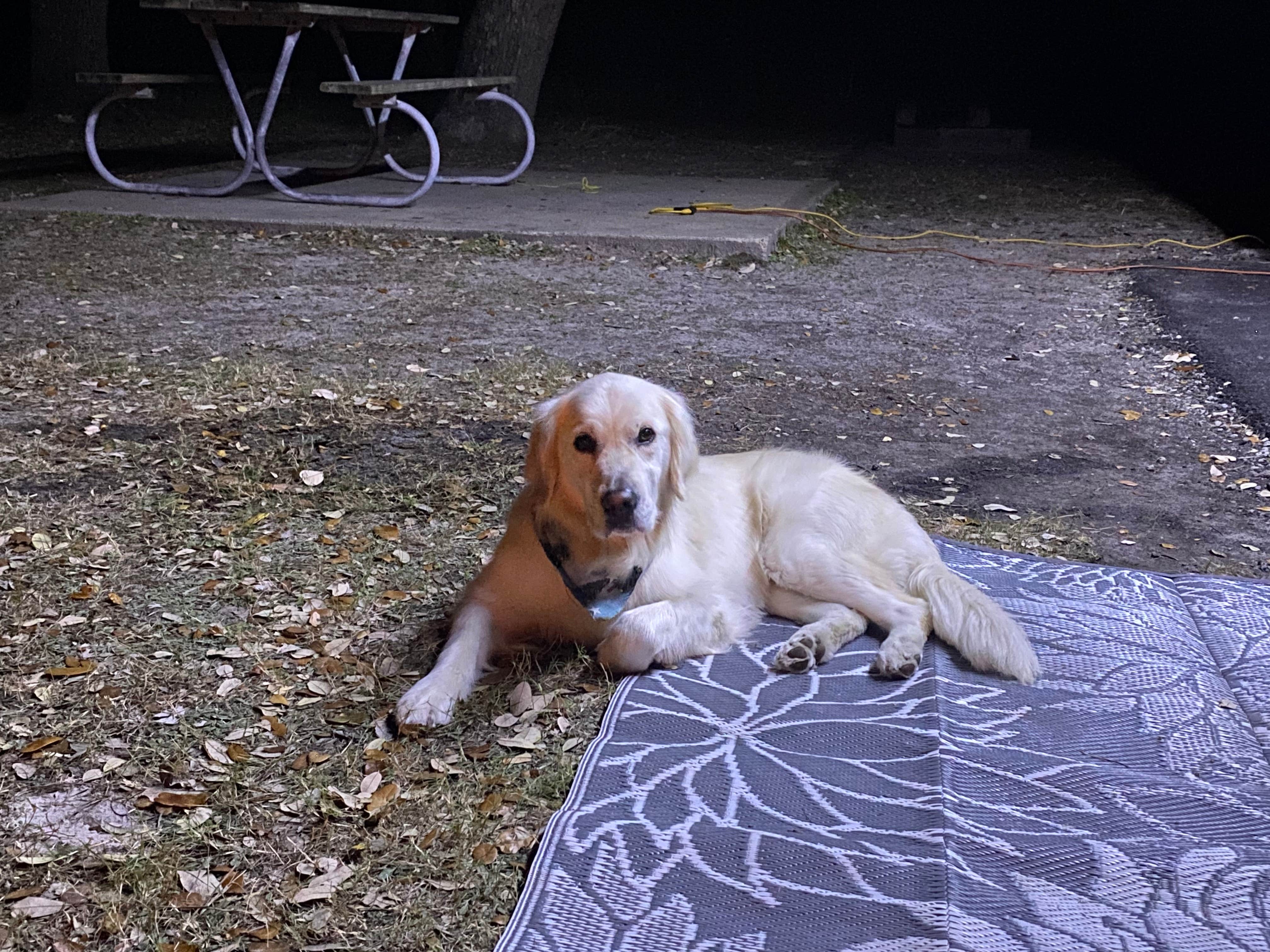 Tammy C.'s photo of camping with pets at Goose Island State Park Campground near Victoria, TX