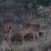 Review photo of Inks Lake State Park Campground by Red S., March 31, 2025