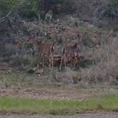 Review photo of Inks Lake State Park Campground by Red S., March 31, 2025