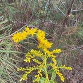 Review photo of Lake Livingston State Park Campground by Jim P., December 8, 2024