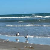 Review photo of Malaquite Campground — Padre Island National Seashore by Ursula , March 24, 2026