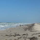 Review photo of Malaquite Campground — Padre Island National Seashore by Ursula , March 24, 2026