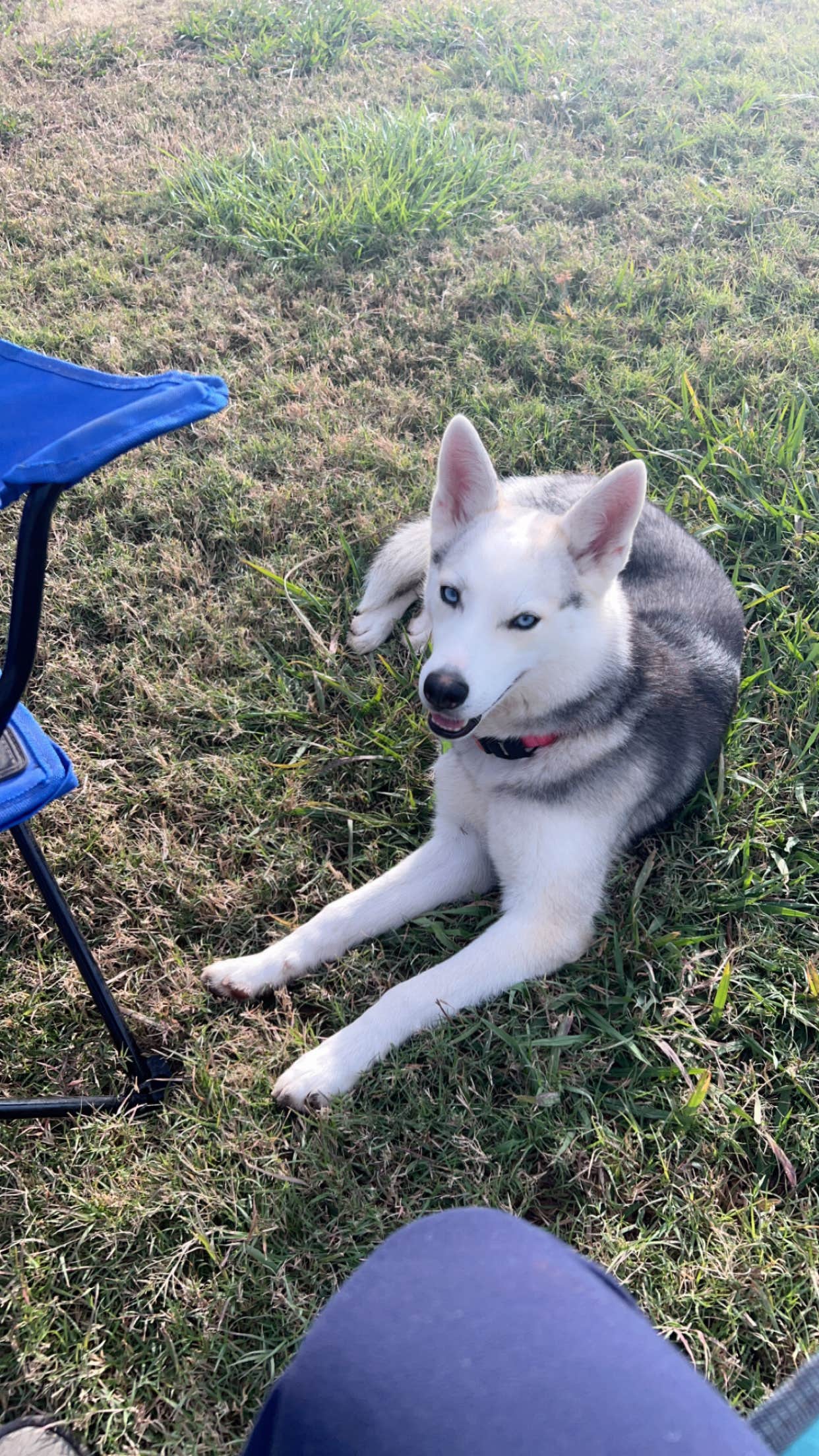 Kaci G.'s photo of camping with pets at Middle Concho Park near Eldorado, TX
