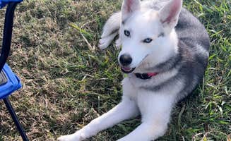 Kaci G.'s photo of camping with pets at Middle Concho Park near Robert Lee, TX