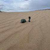 Review photo of Monahans Sandhills State Park Campground by Nathan S., April 14, 2024