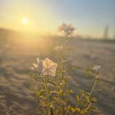 Review photo of Monahans Sandhills State Park Campground by Amanda J., September 26, 2026