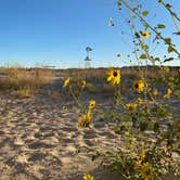 Review photo of Monahans Sandhills State Park Campground by Kara S., November 10, 2024