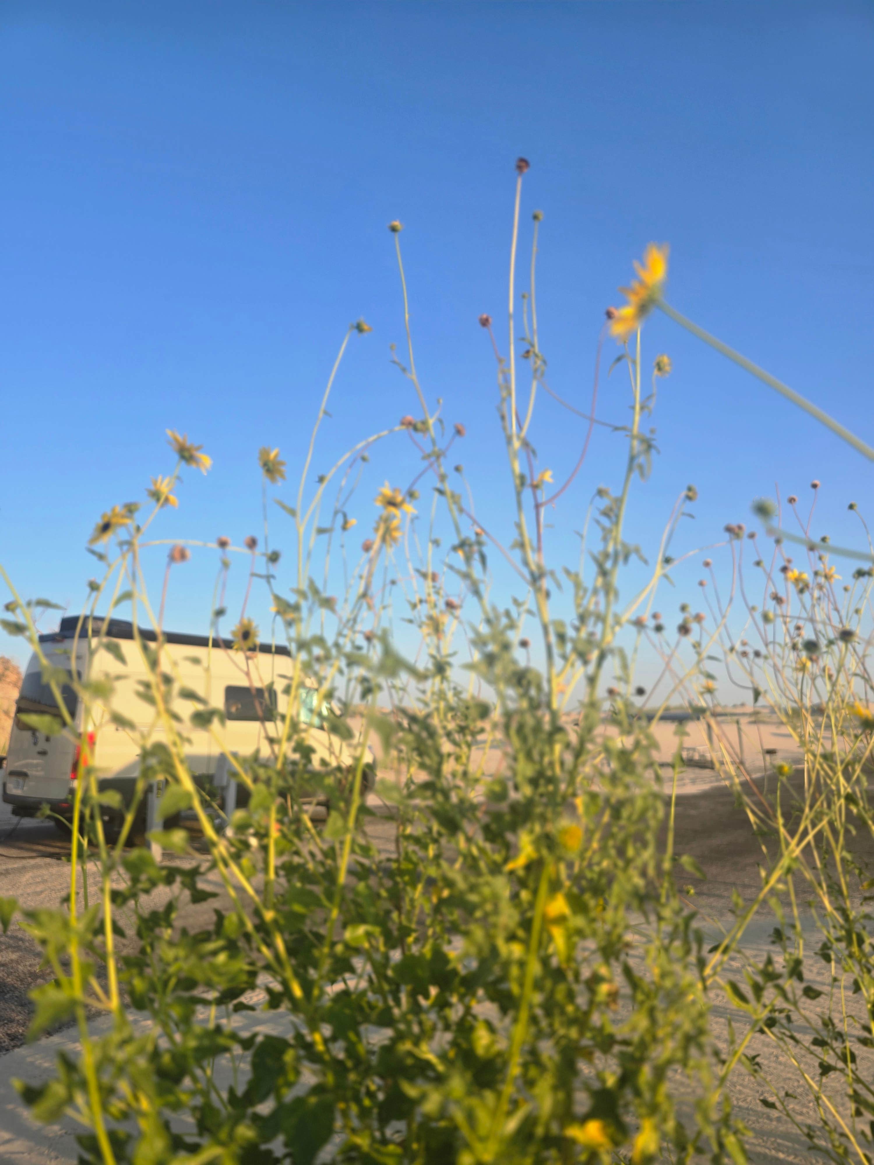 Amanda J.'s photo of rv camping at Monahans Sandhills State Park Campground near Odessa, TX