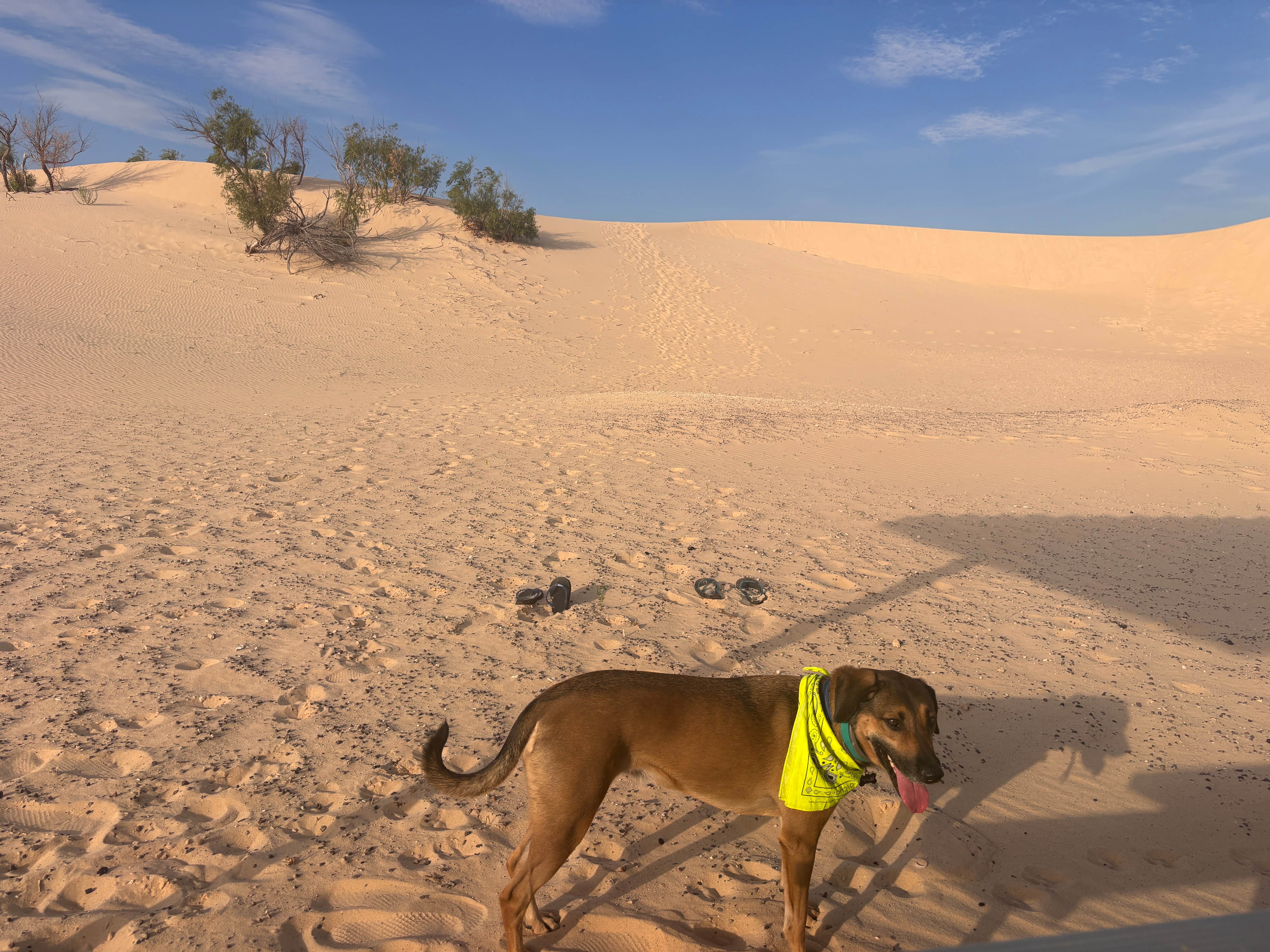 Zoey T.'s photo of camping with pets at Monahans Sandhills State Park Campground near Odessa, TX