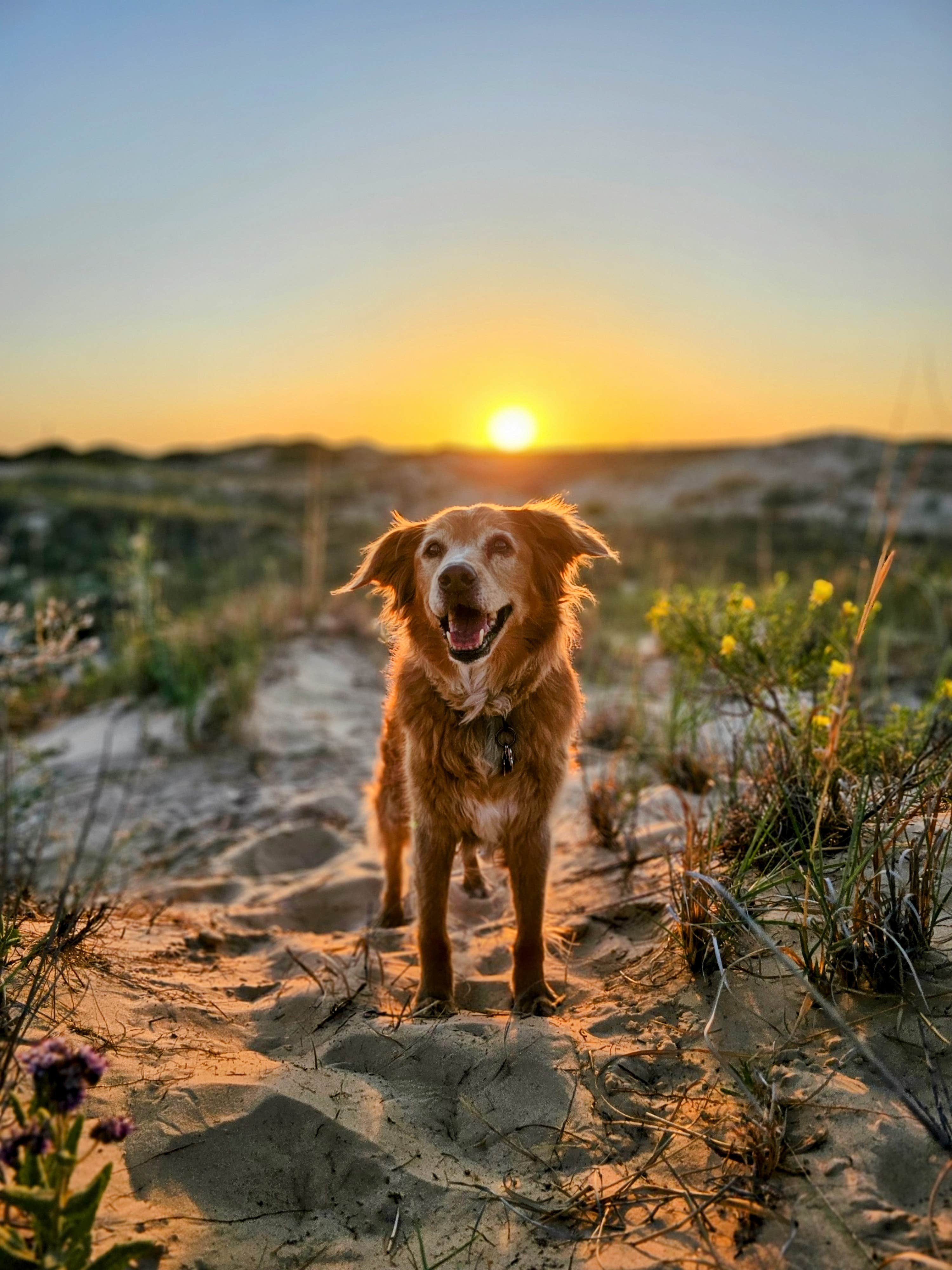 Christina H.'s photo of camping with pets at Monahans Sandhills State Park Campground near Mentone, TX