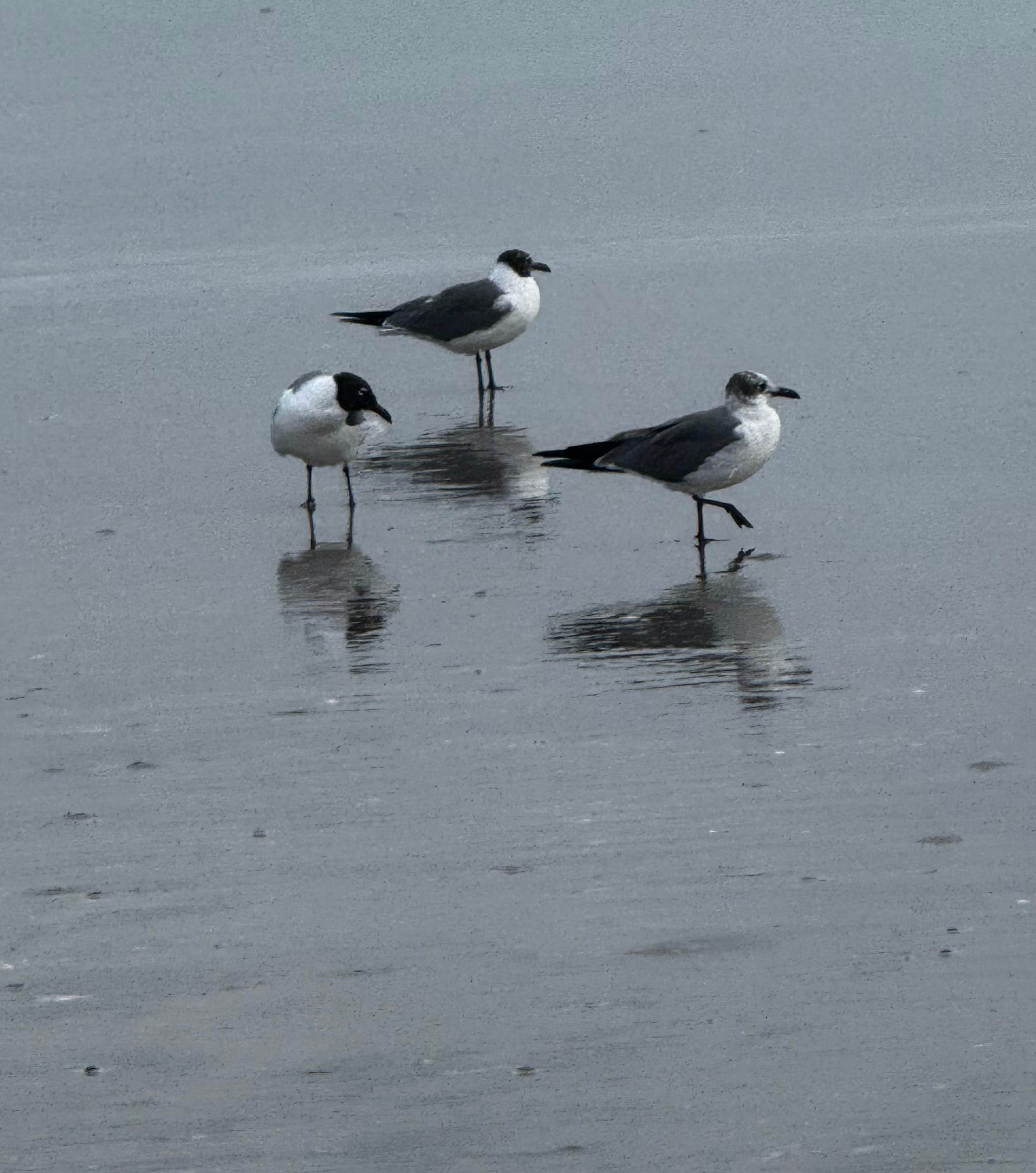 Camper-submitted photo at Padre Balli County Park near Corpus Christi, TX
