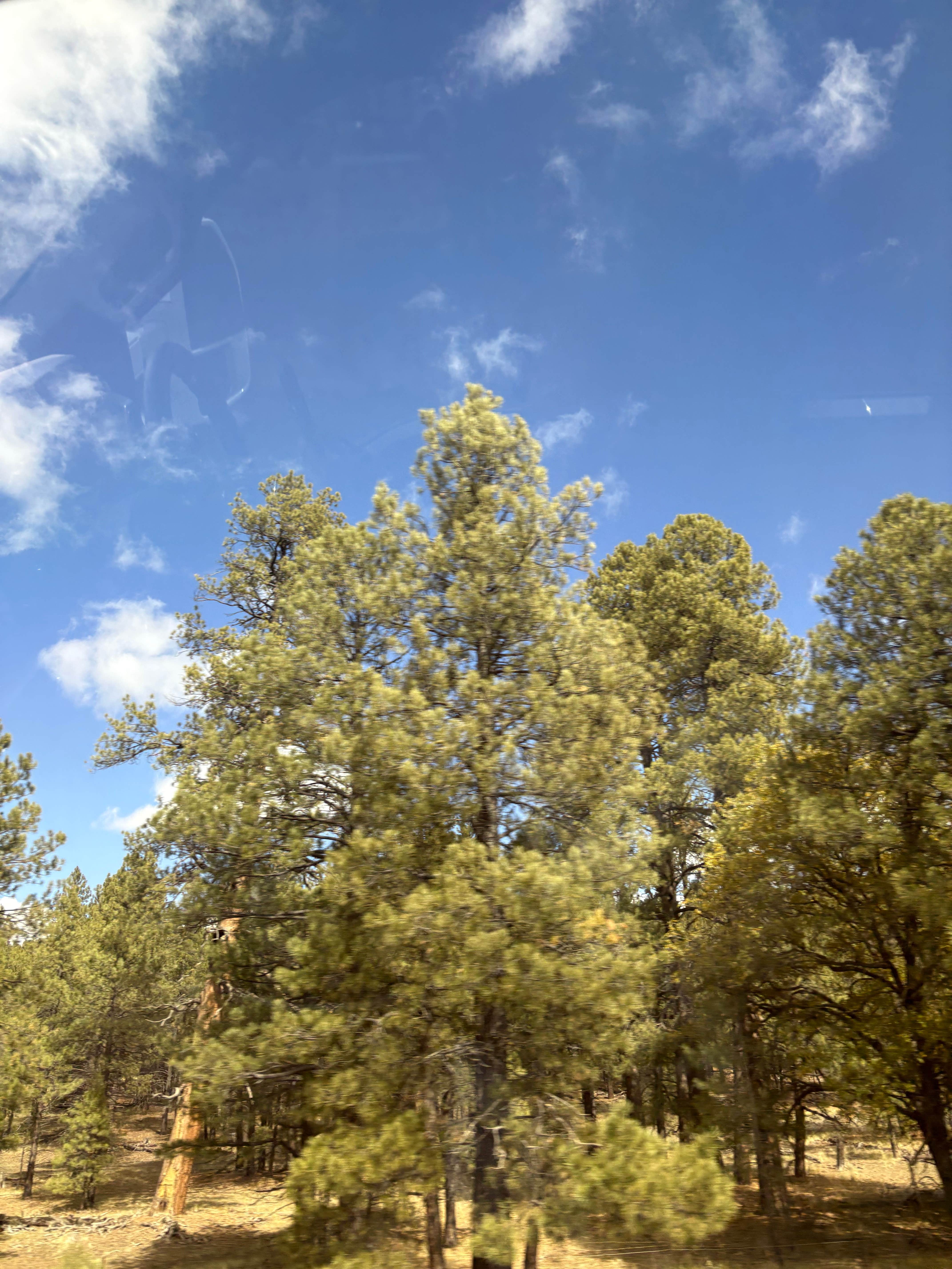 Camper submitted image from Texas Palms RV Park - 3