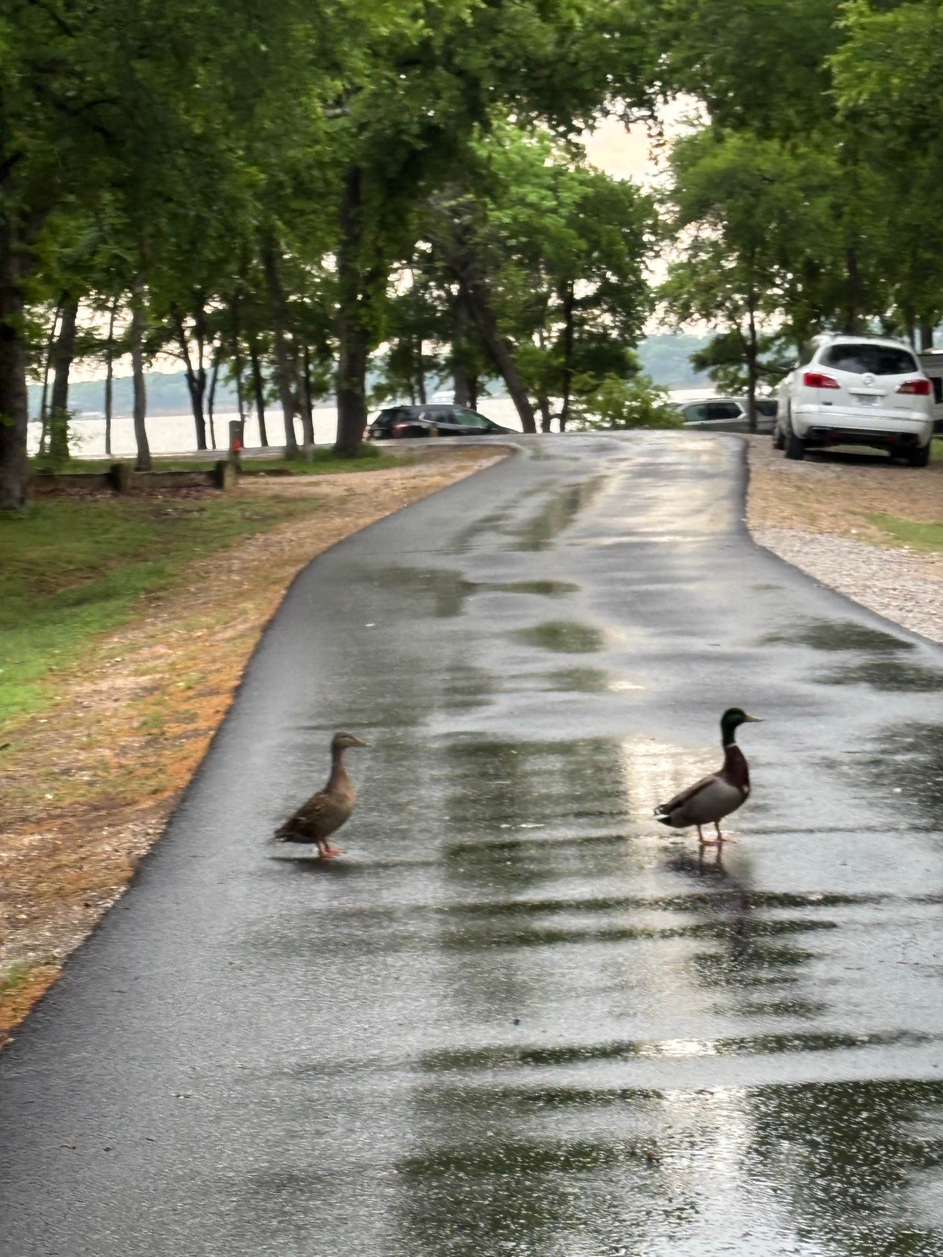 Camper-submitted photo at Pilot Knoll Park Campground near Rowlett, TX