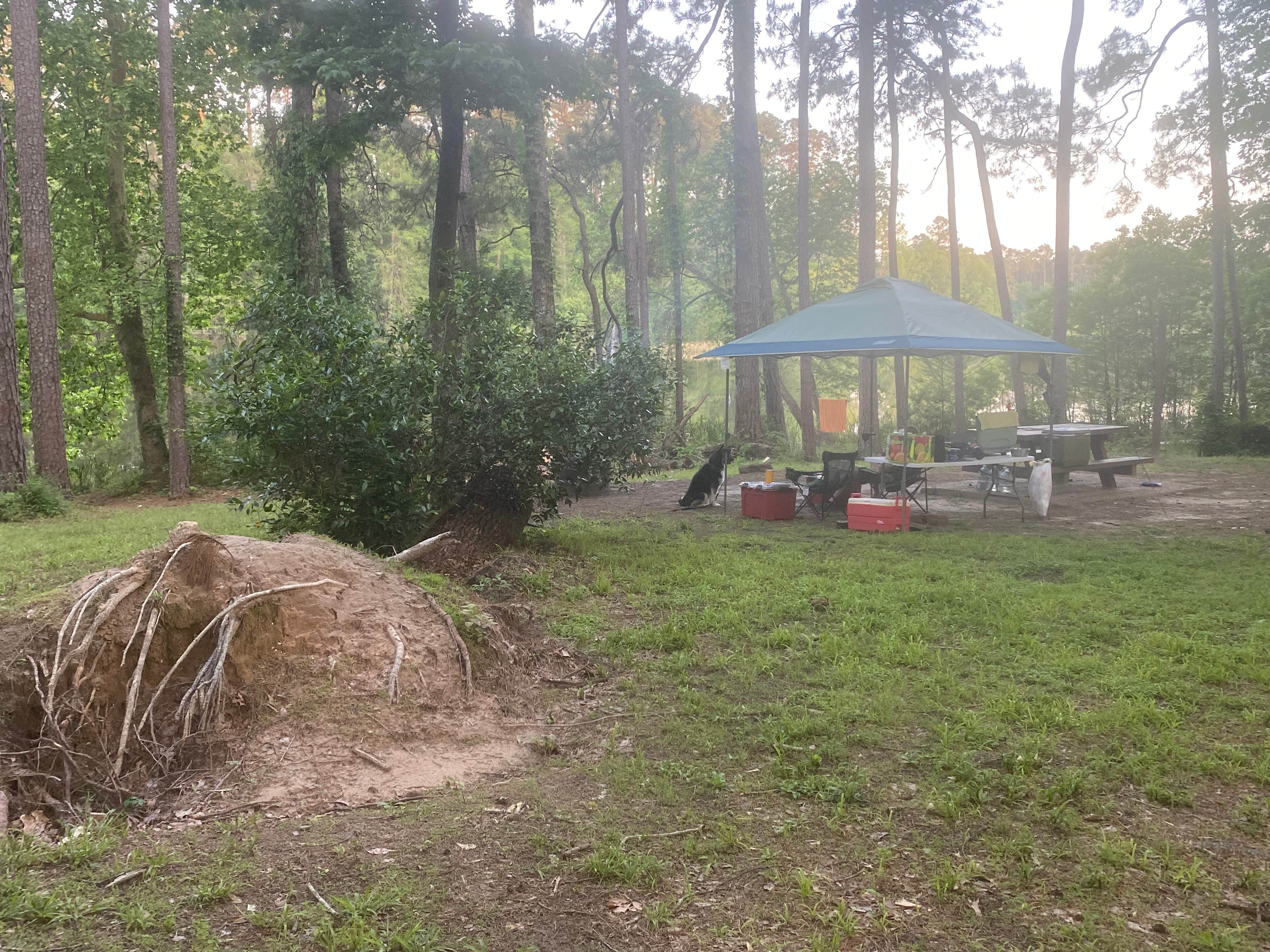 Heather S.'s photo of camping with pets at Ratcliff Lake Recreation Area near National Forests and Grasslands in Texas